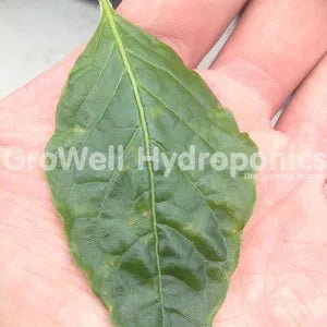 Thrip Damage on the Top of a Pepper Leaf