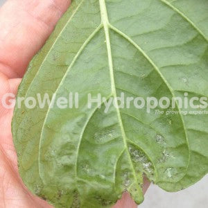 Malformed Pepper Leaf Caused by Thrips