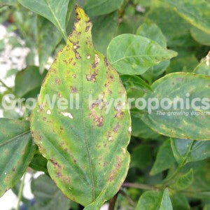 Adult Thrips, Larvae & Waste on a Pepper Leaf