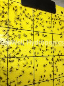 Adult Fungus Gnats