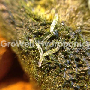 Close up of Adult Fungus Gnats