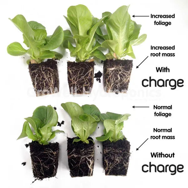 Increased foliage and root mass