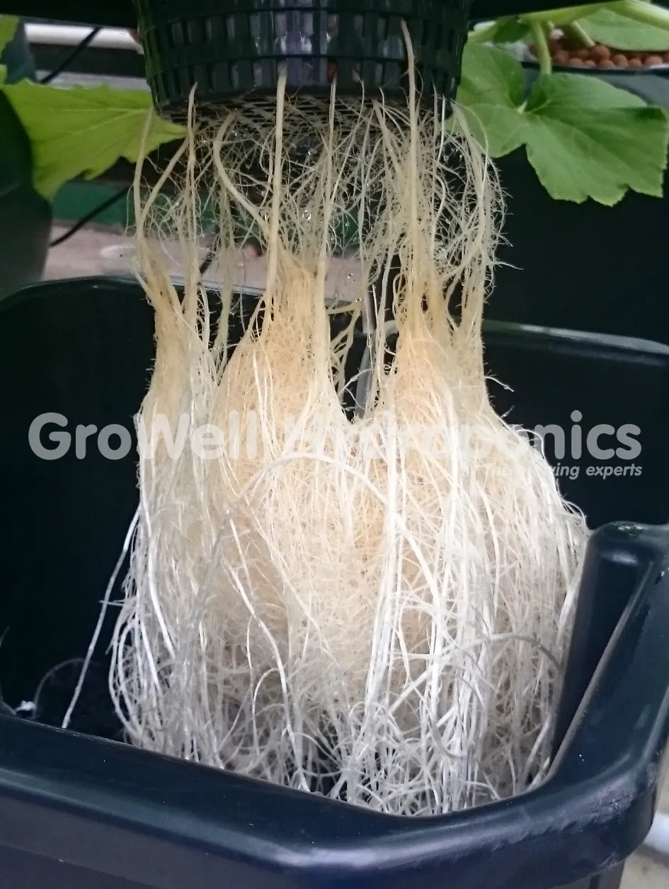 Healthy Roots
