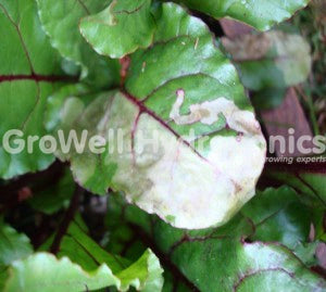 Leaf Miner Damage