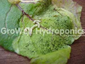 Leaf Miners on a Plant