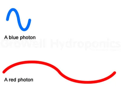 Photons and Micromoles