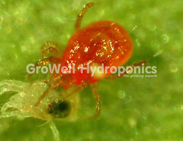 Spider mites