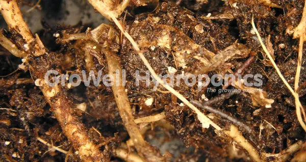 Pythium and root rot