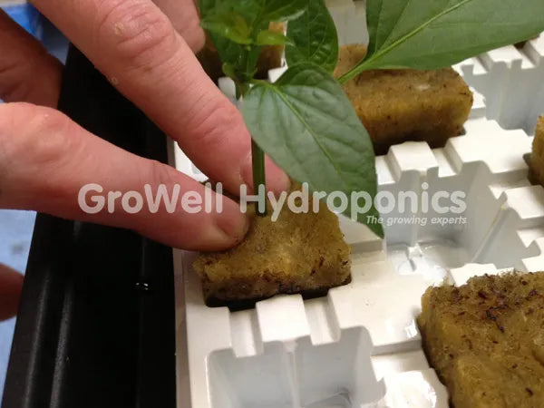 jiffy plugs and rockwool