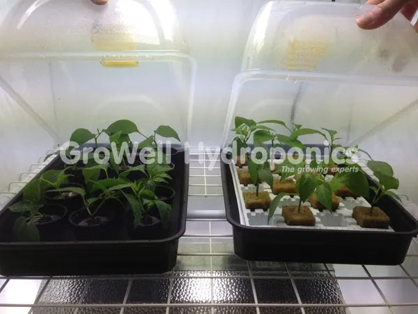 jiffy plugs and rockwool