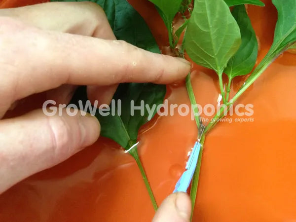 jiffy plugs and rockwool