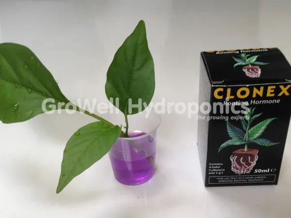 jiffy plugs and rockwool