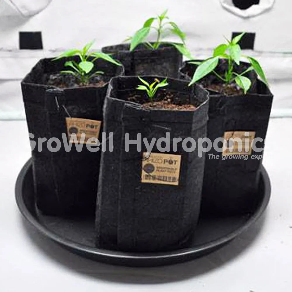 Transplanting Tips