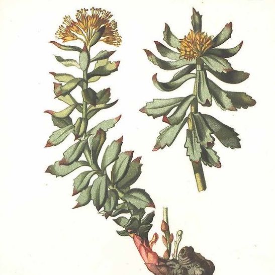 Rhodiola rosea illustration
