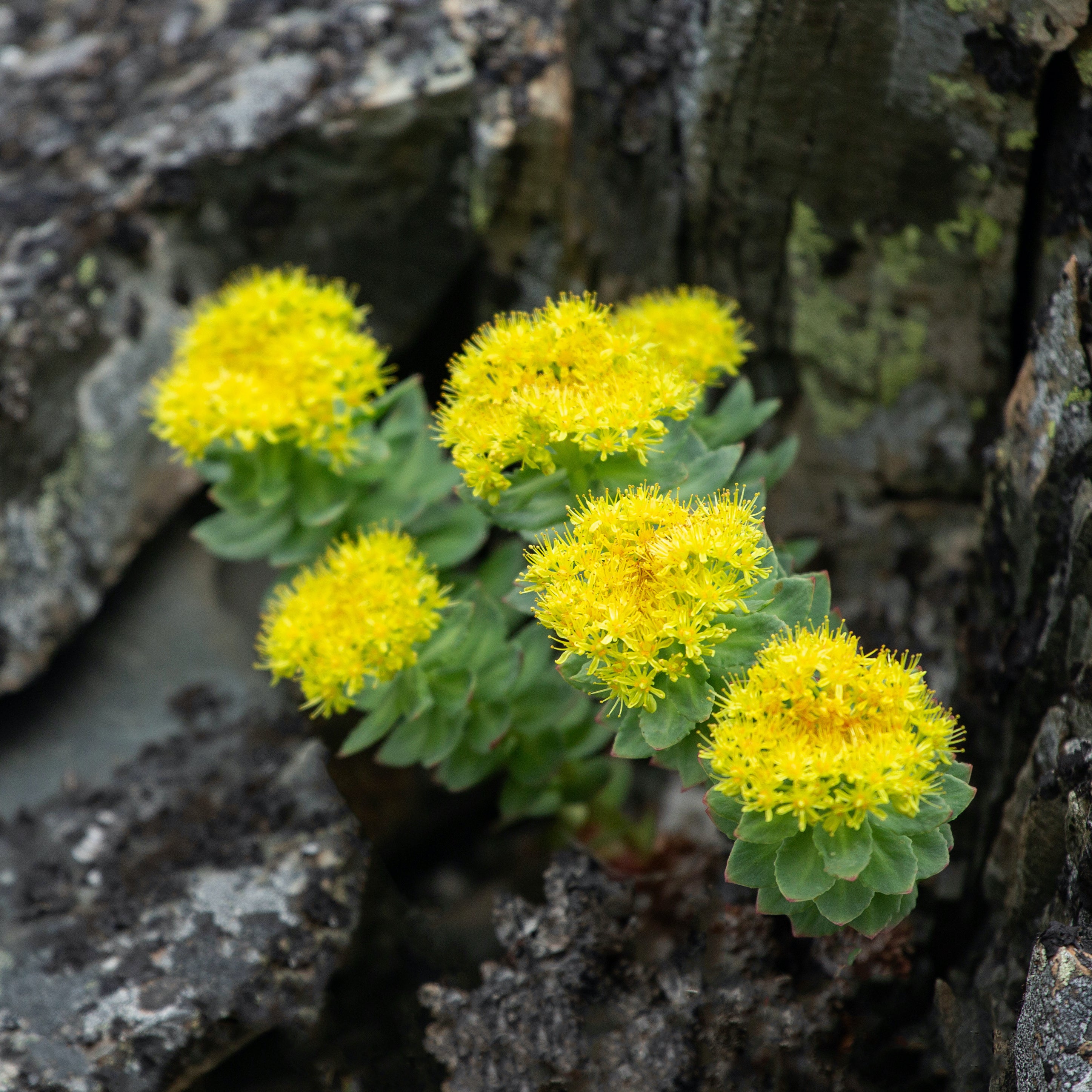 Rhodiola rosea photo