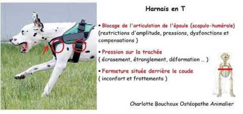 Avis sur les harnais chien voiture - Meilleur harnais pour chien