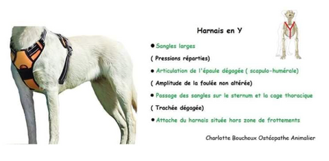 Guide complet sur le choix de harnais pour chien : Conseils d'experts,  comparatif et recommandations – Animasoin