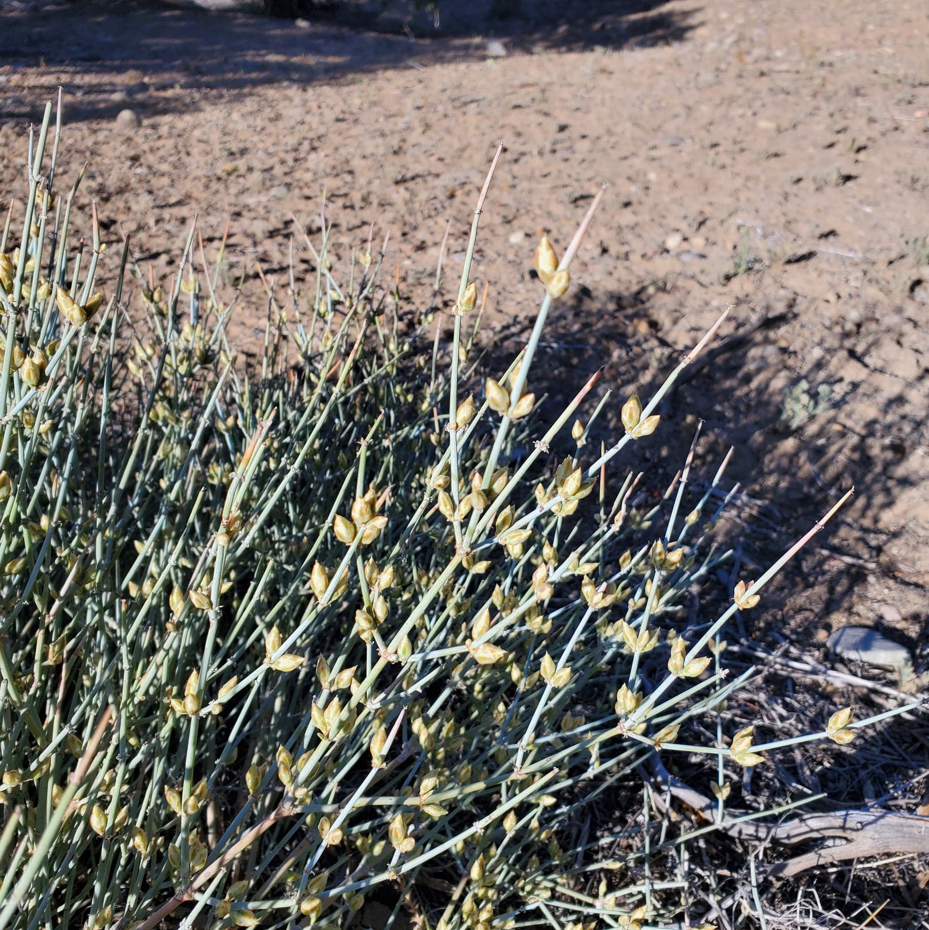 ephedra ephedrine ma huang supplements