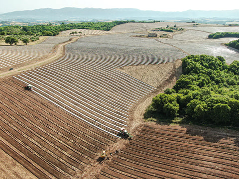 Del Papa Olive Grove