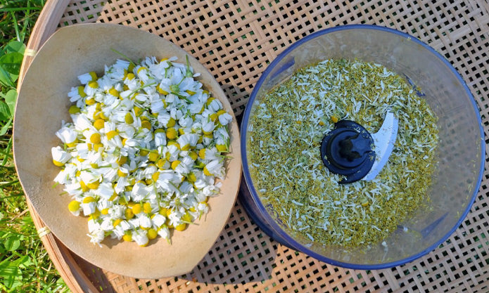 Dried chamomile blossoms whirled into a fine golden dust in a food processor, next to a rustic gourd basket brimming with fresh chamomile blooms.