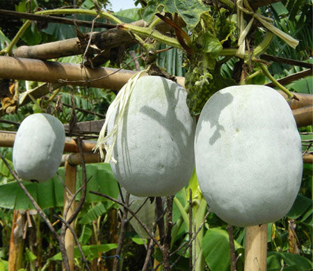 ASH GOURD PLANT