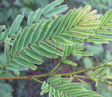 ACACIA CATECHU PLANT