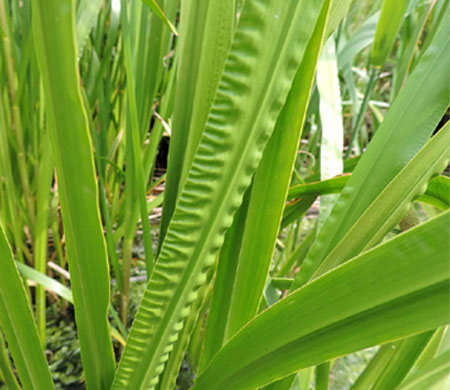 Acorus Calamus leaves