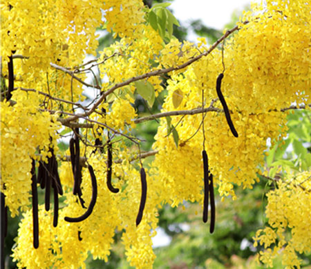 Cassia Fistula TREE