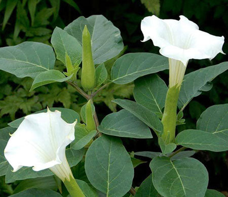 DATURA FLOWER