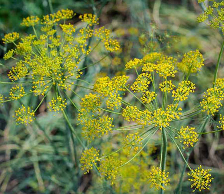 fennel plant