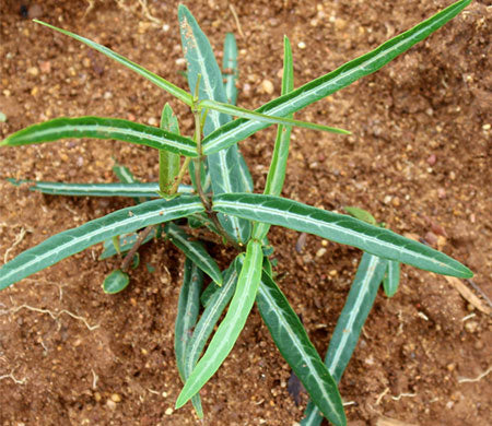 Hemidesmus Indicus leaves