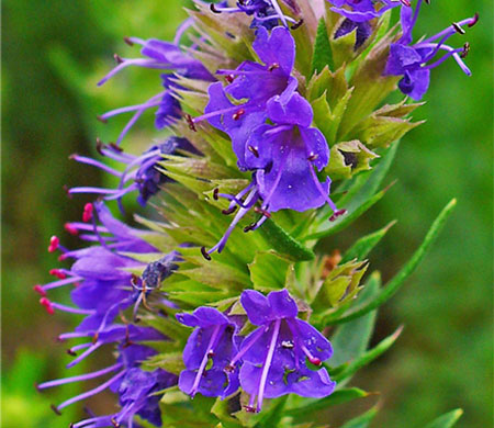 Hyssopus Officinalis flowers