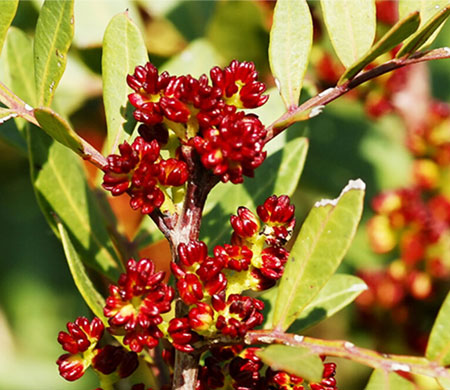 mastic gum plant