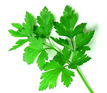 Parsley: Introduction, Benefits, Uses, and Side Effects of Petroselinum Crispum – 2022