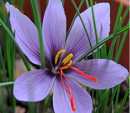 saffron flower