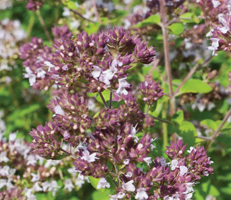 sweet marjoram