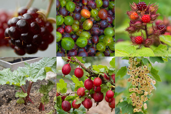 fruits at the penny licks orchard project