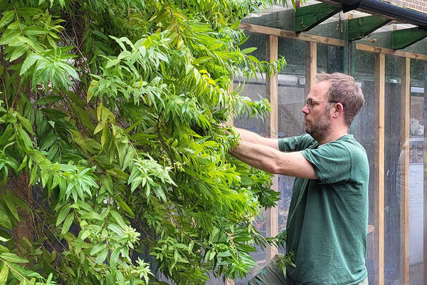 harvesting lemon verbena for Penny Licks ice cream