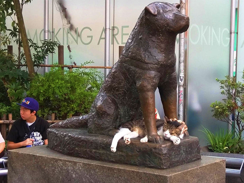 Statue Chien Hachiko avec chat