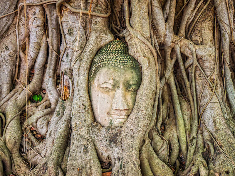 Statue de bouddha arbre