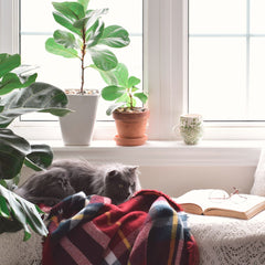 reading bench