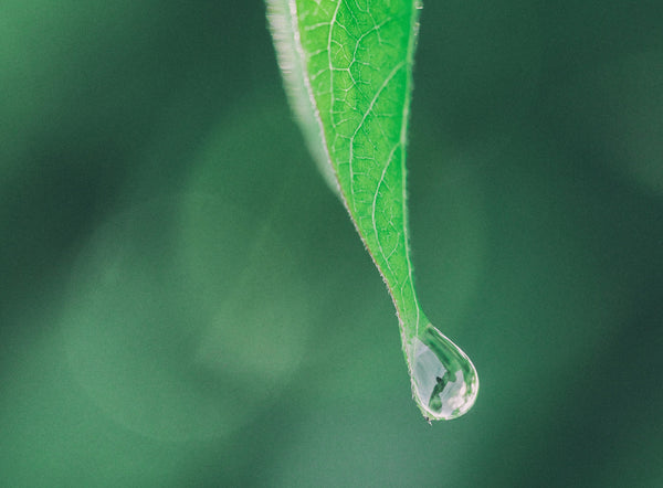 Close up of green leaf with drip of water