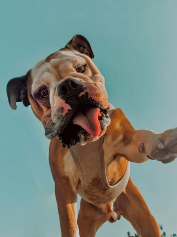 chien brun à l'extérieur