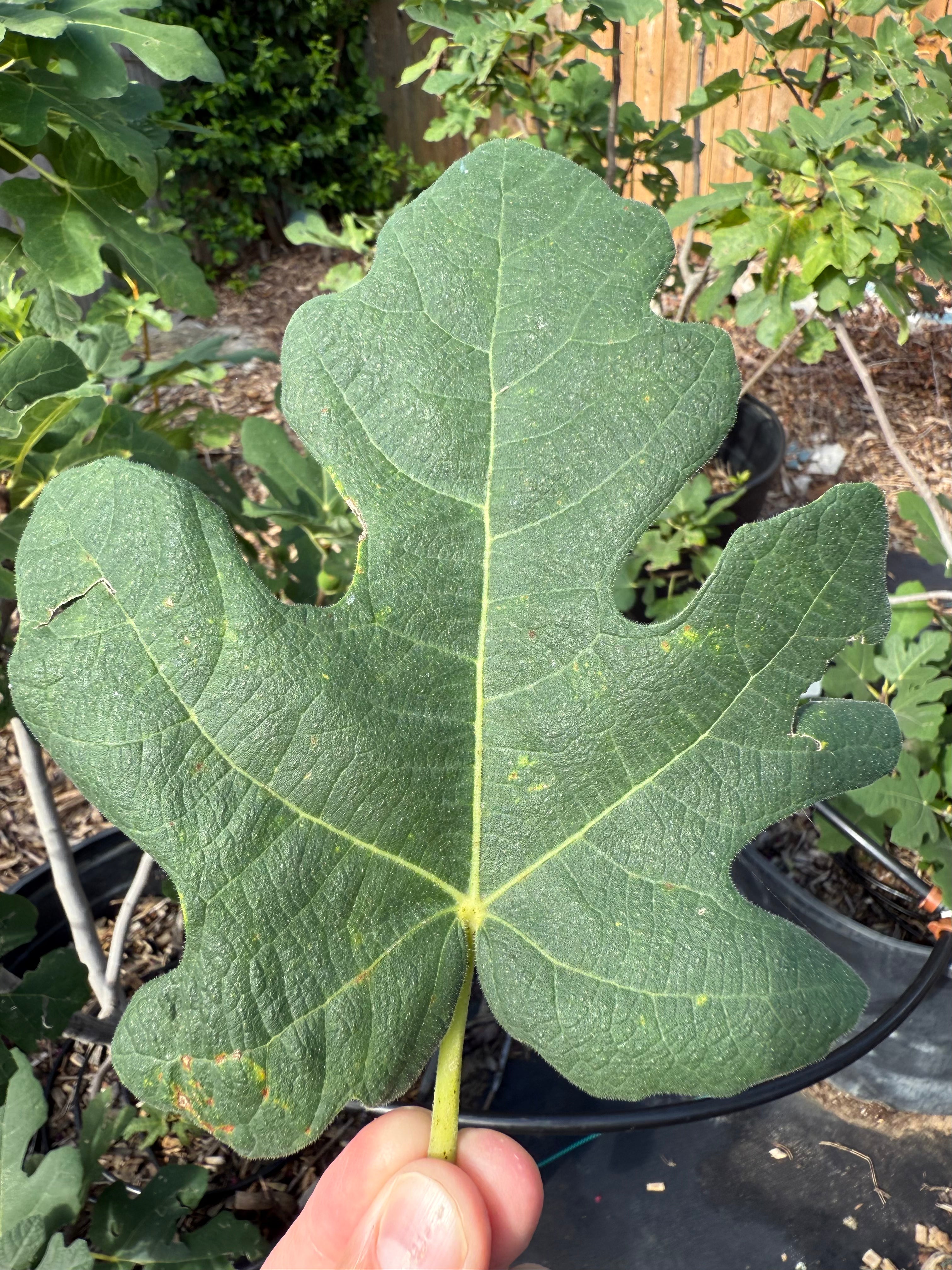 quzhou_fig_leaf.heic