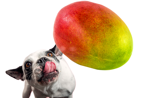 Can Dog Eat Mango?