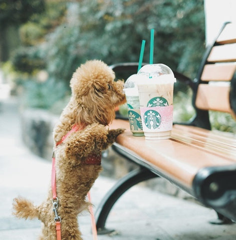 Can dogs drink coffee
