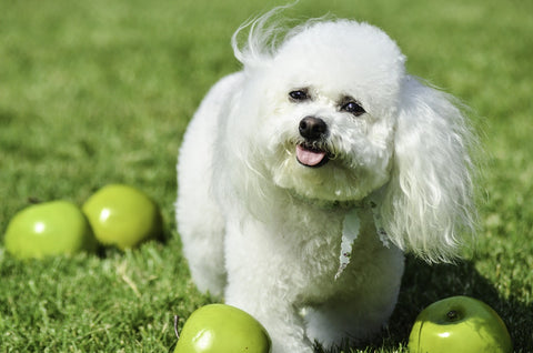 can dogs eat apples - Munchbird