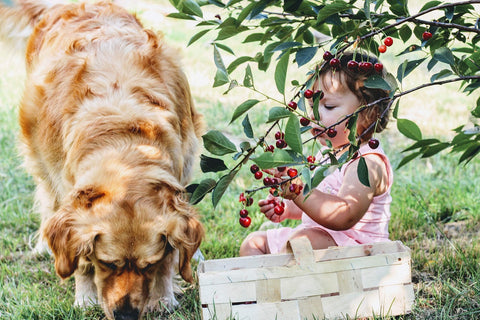 can dogs eat cherries - Munchbird