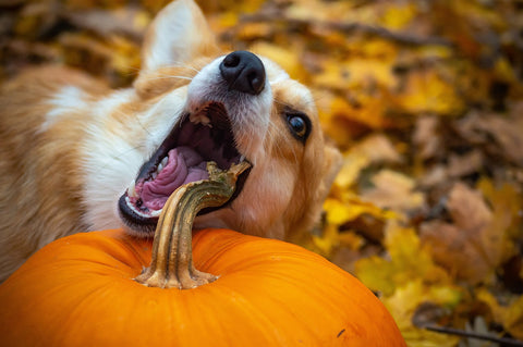 can dogs eat pumpkin - munchbird