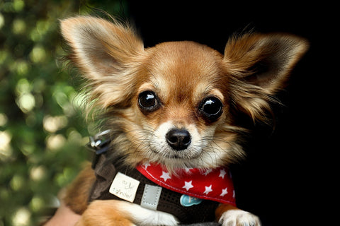 10 Most Common Chihuahua Health Problems and how to prevent